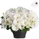 Bild von Petunia TP26 White